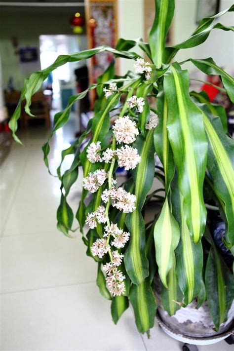 巴西鐵樹開花風水|原來「巴西木」開花，寓意這麼大